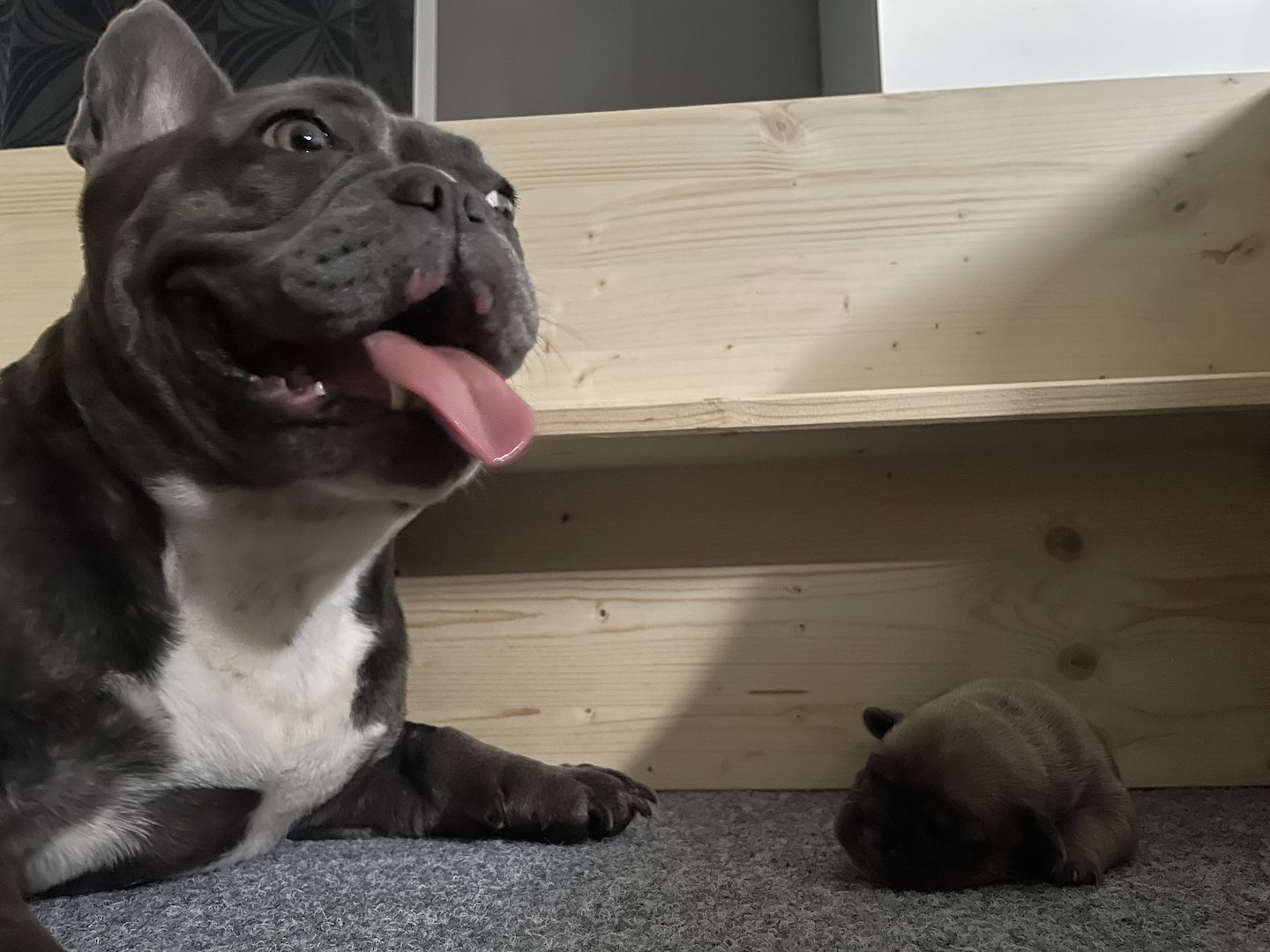 Mikro Exotic Bully Welpen ABR Papiere