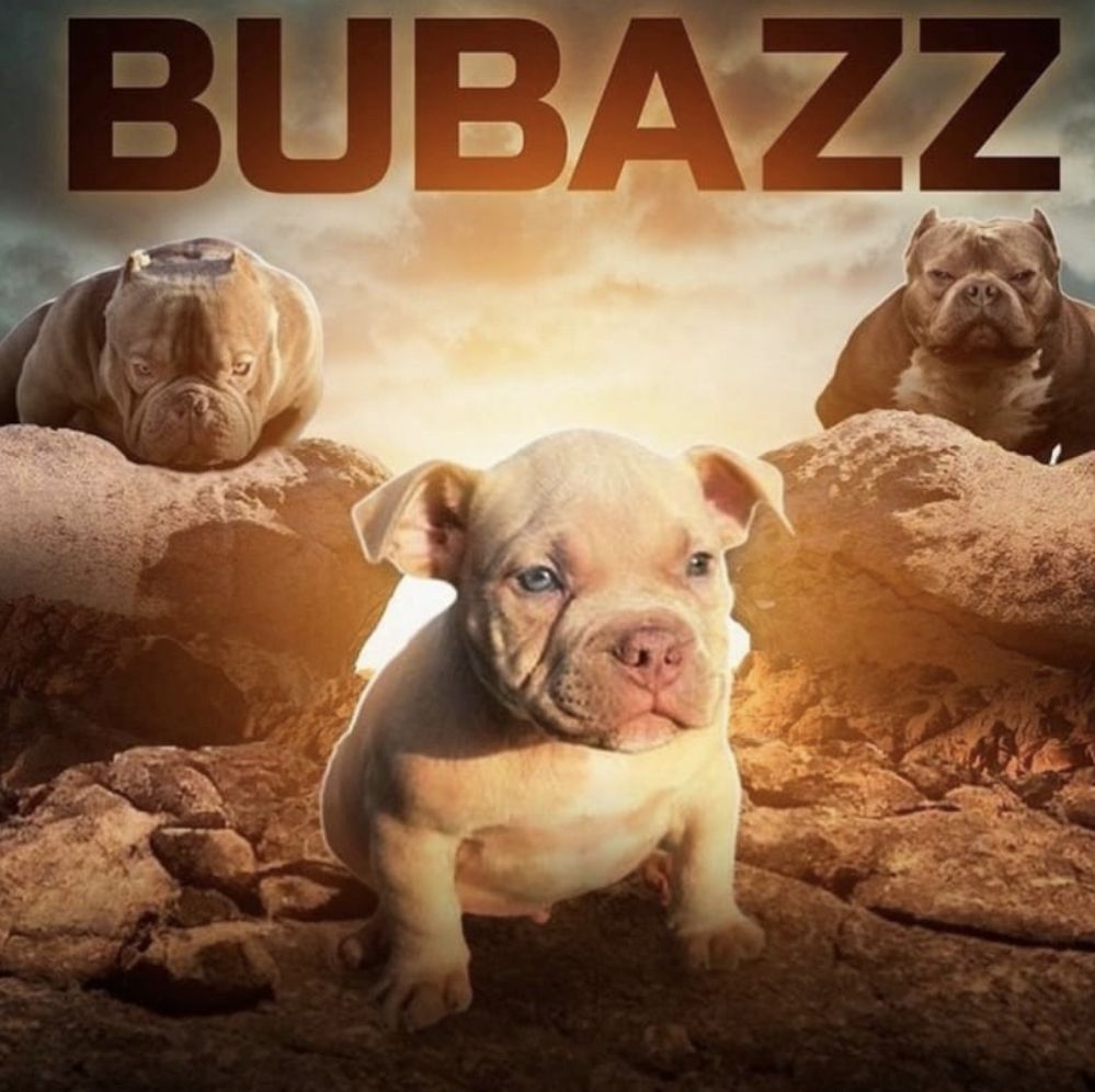 Mikro Exotic Bully Welpen ABR Papiere