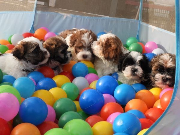 Liebevolles Havaneser Welpen  