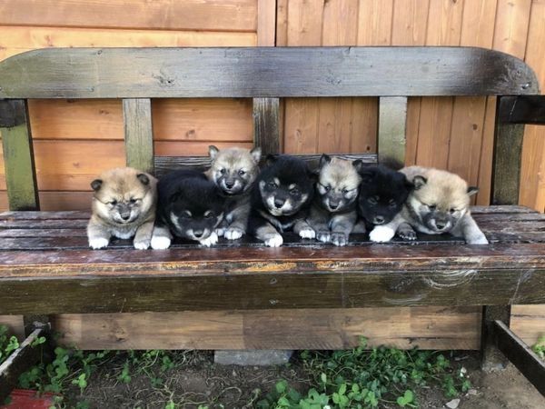 Liebevolles Shiba inu  