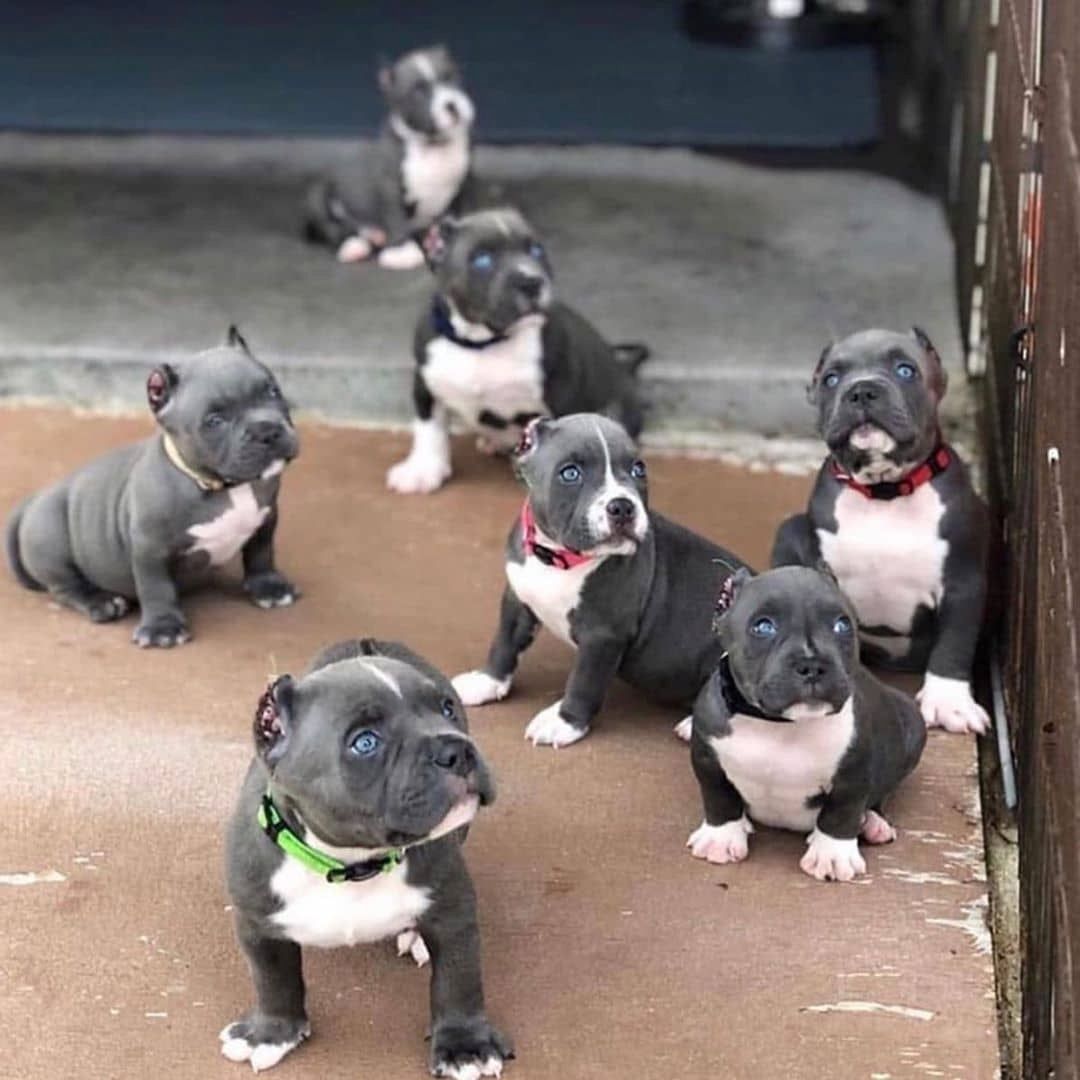 Liebevolles American Staffordshire Pitbull Welpen.whatsapp Nummer (+48731627297) Liebevolles American Staffordshire Pitbull Welpen.whatsapp Nummer (+48731627297)