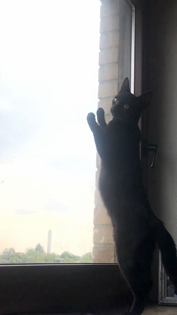 junger Kater sucht ein Zuhause