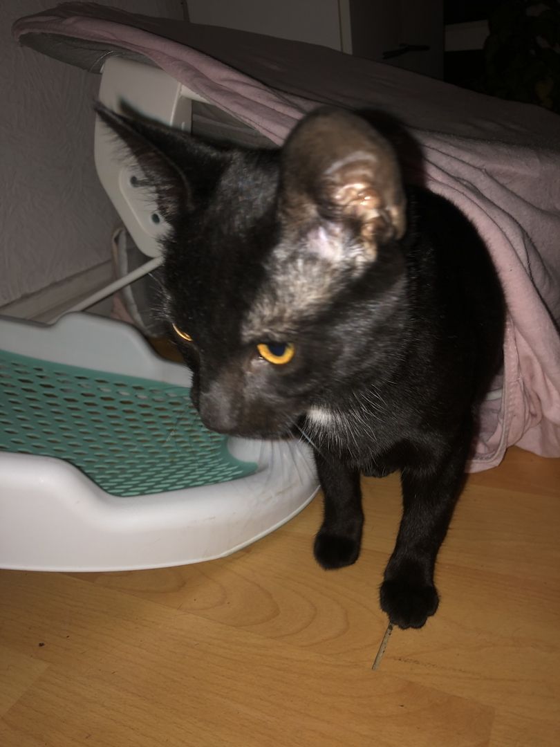 junger Kater sucht ein Zuhause