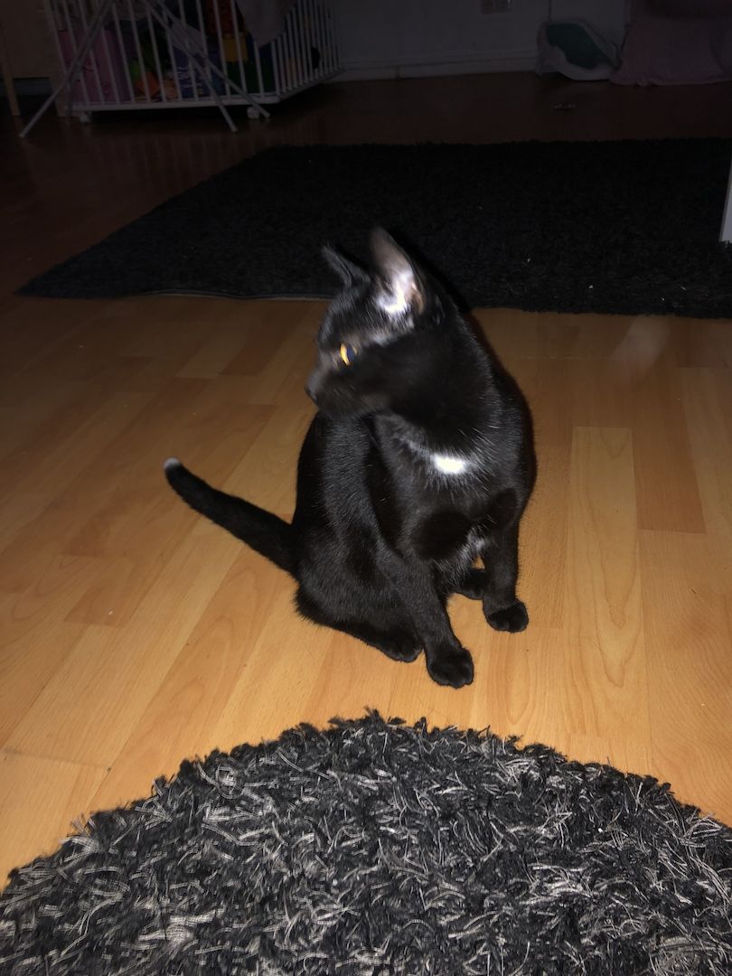 junger Kater sucht ein Zuhause