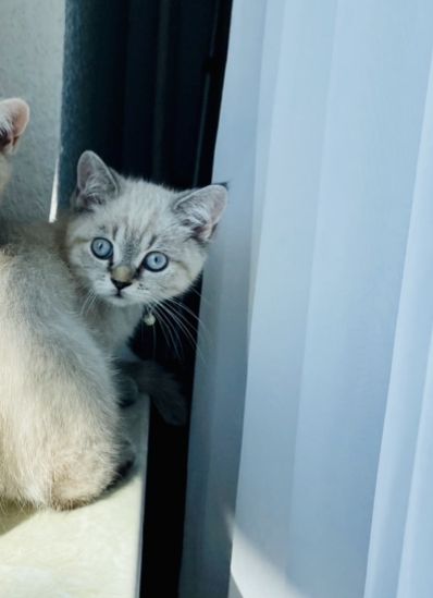 BKH KITTEN 3 MONATE ALT