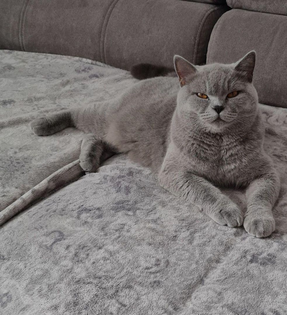 BKH-Kitten zum Verkaufen