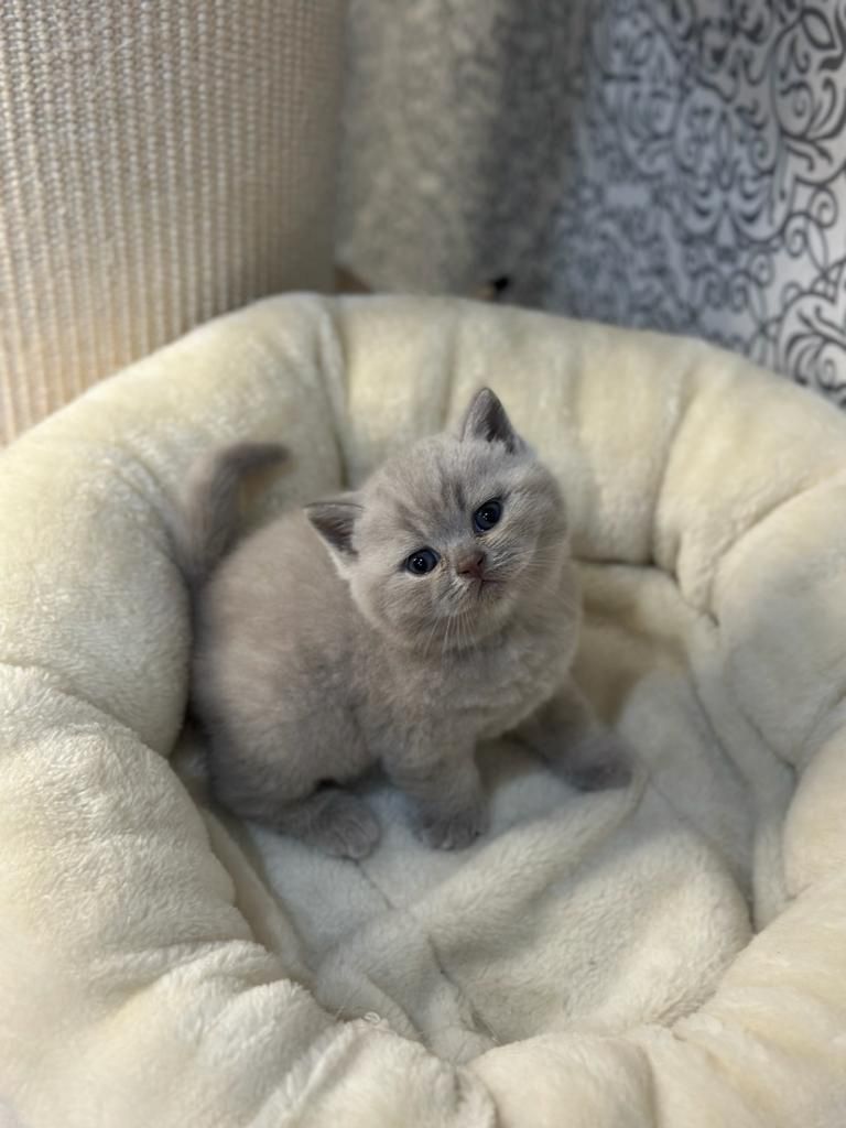 BKH-Kitten zum Verkaufen