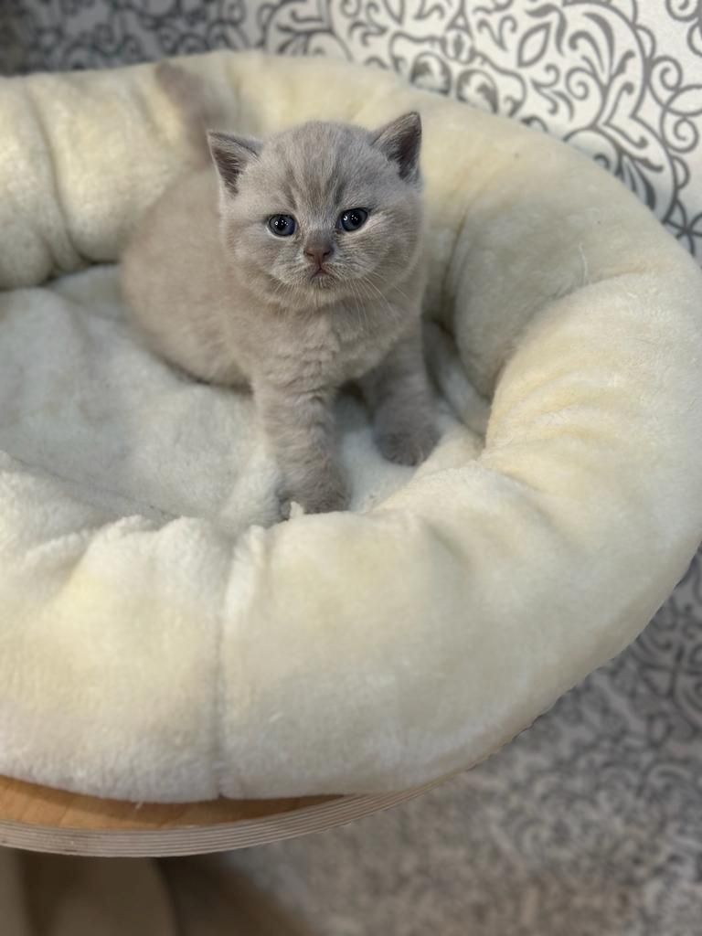 BKH-Kitten zum Verkaufen