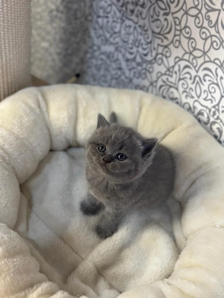 BKH-Kitten zum Verkaufen