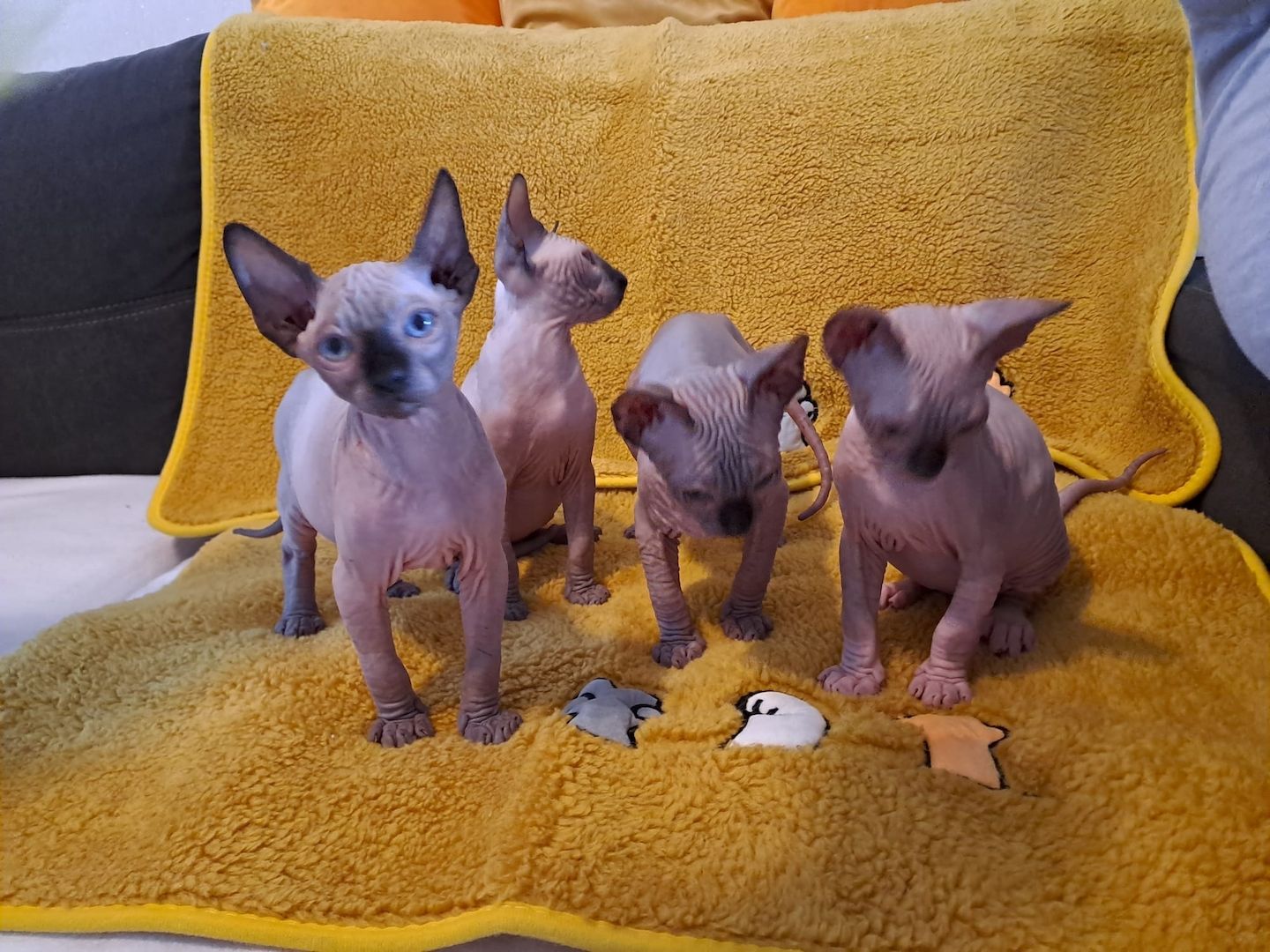 Kanadische Spynx Kitten