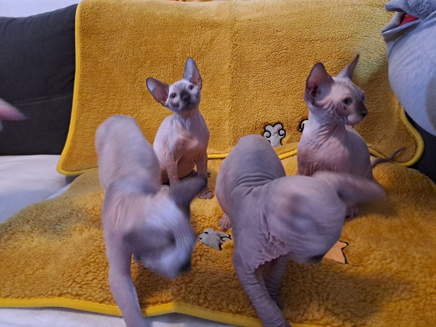 Kanadische Spynx Kitten