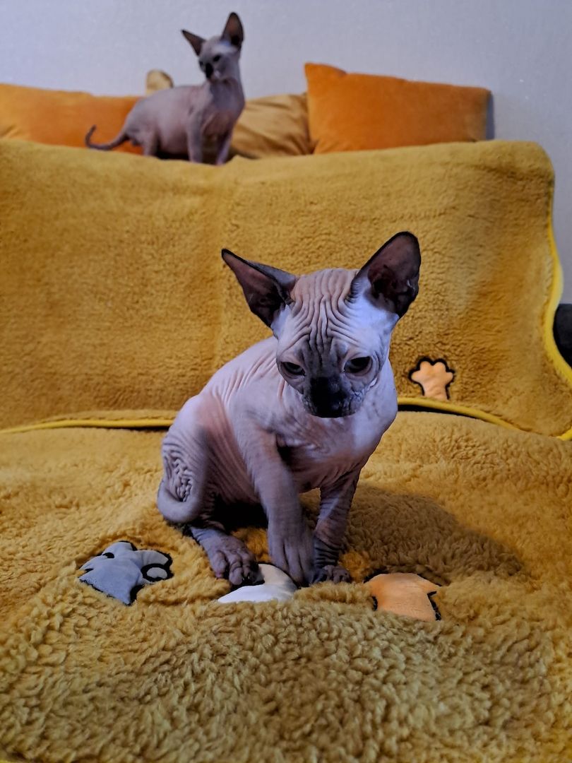 Kanadische Spynx Kitten