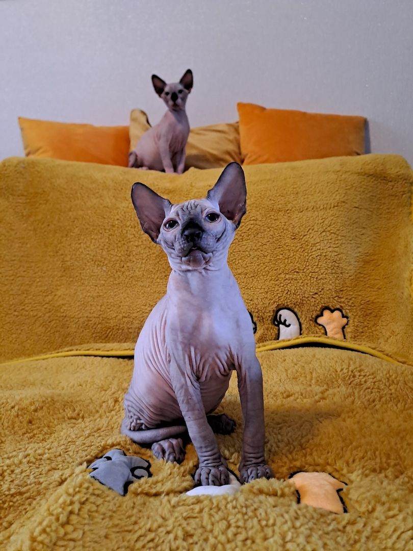 Kanadische Spynx Kitten