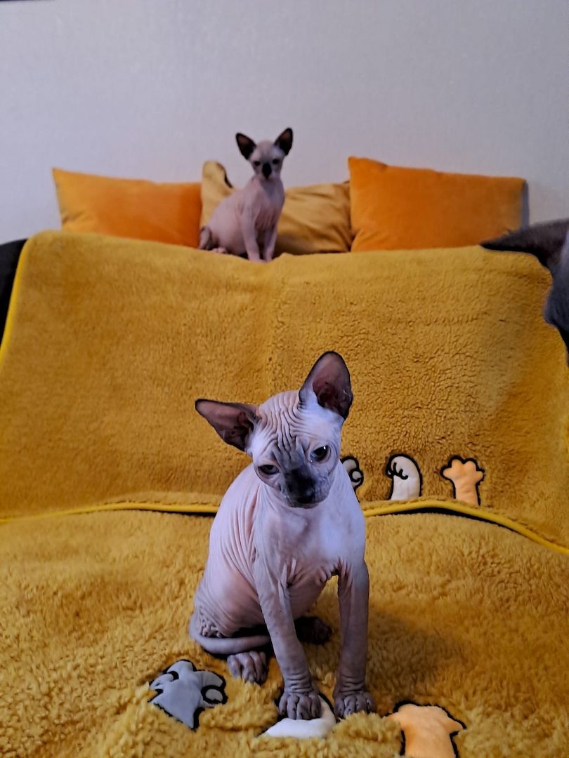 Kanadische Spynx Kitten