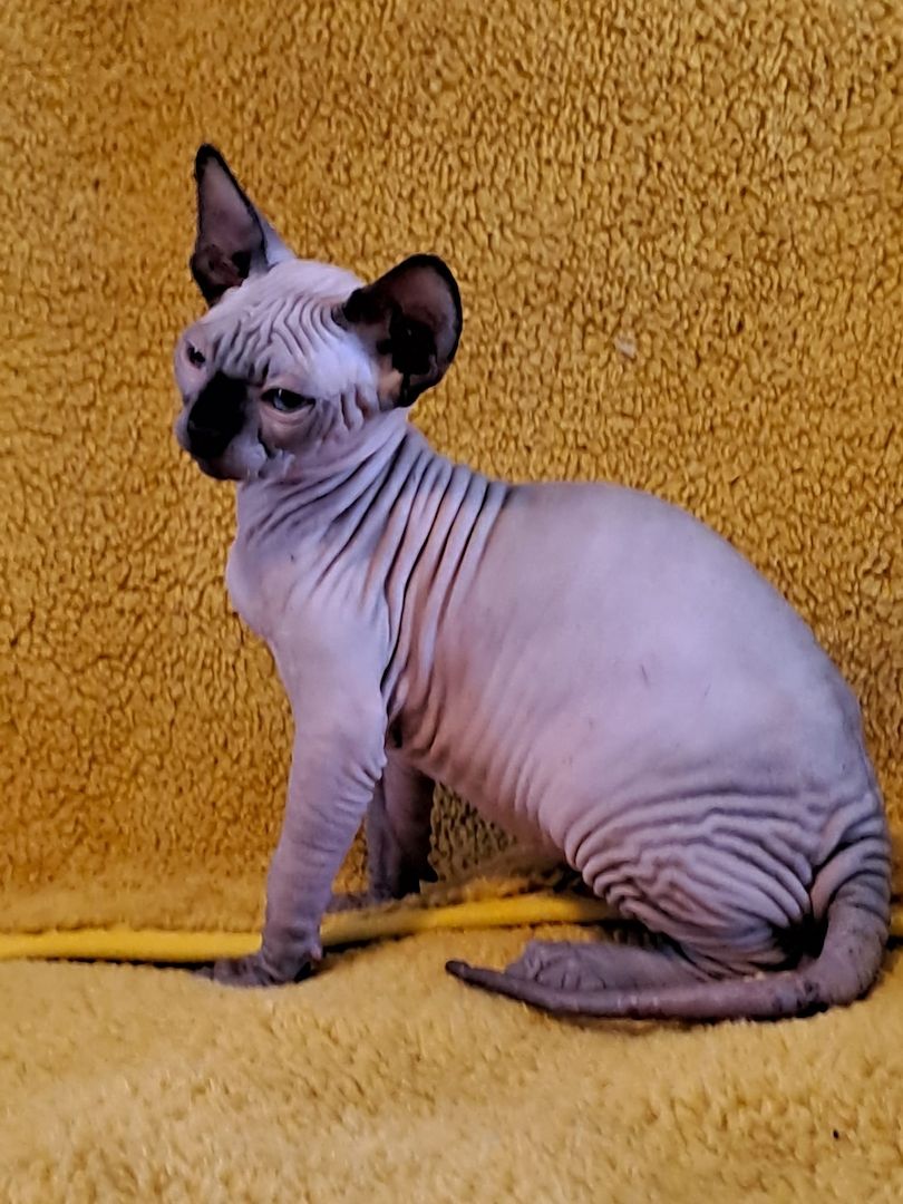 Kanadische Spynx Kitten