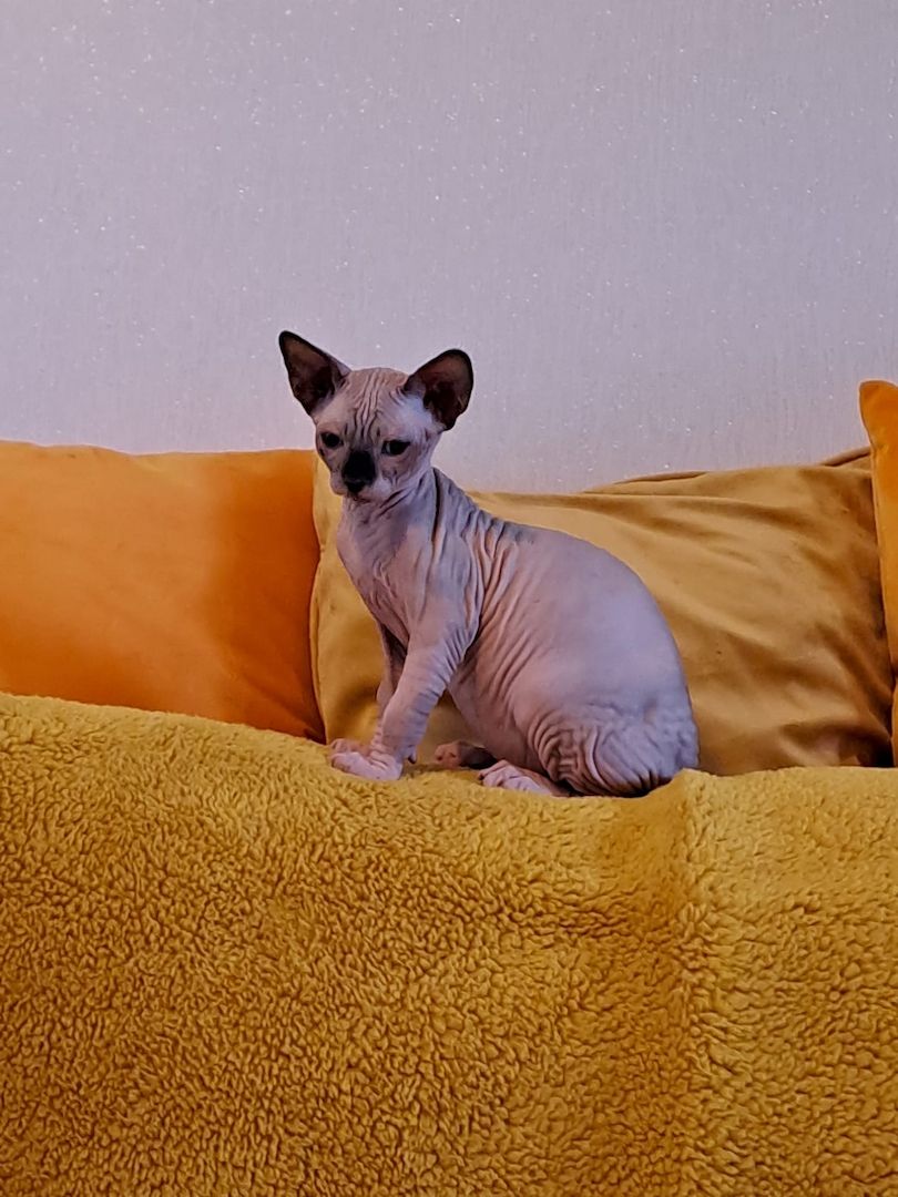 Kanadische Spynx Kitten