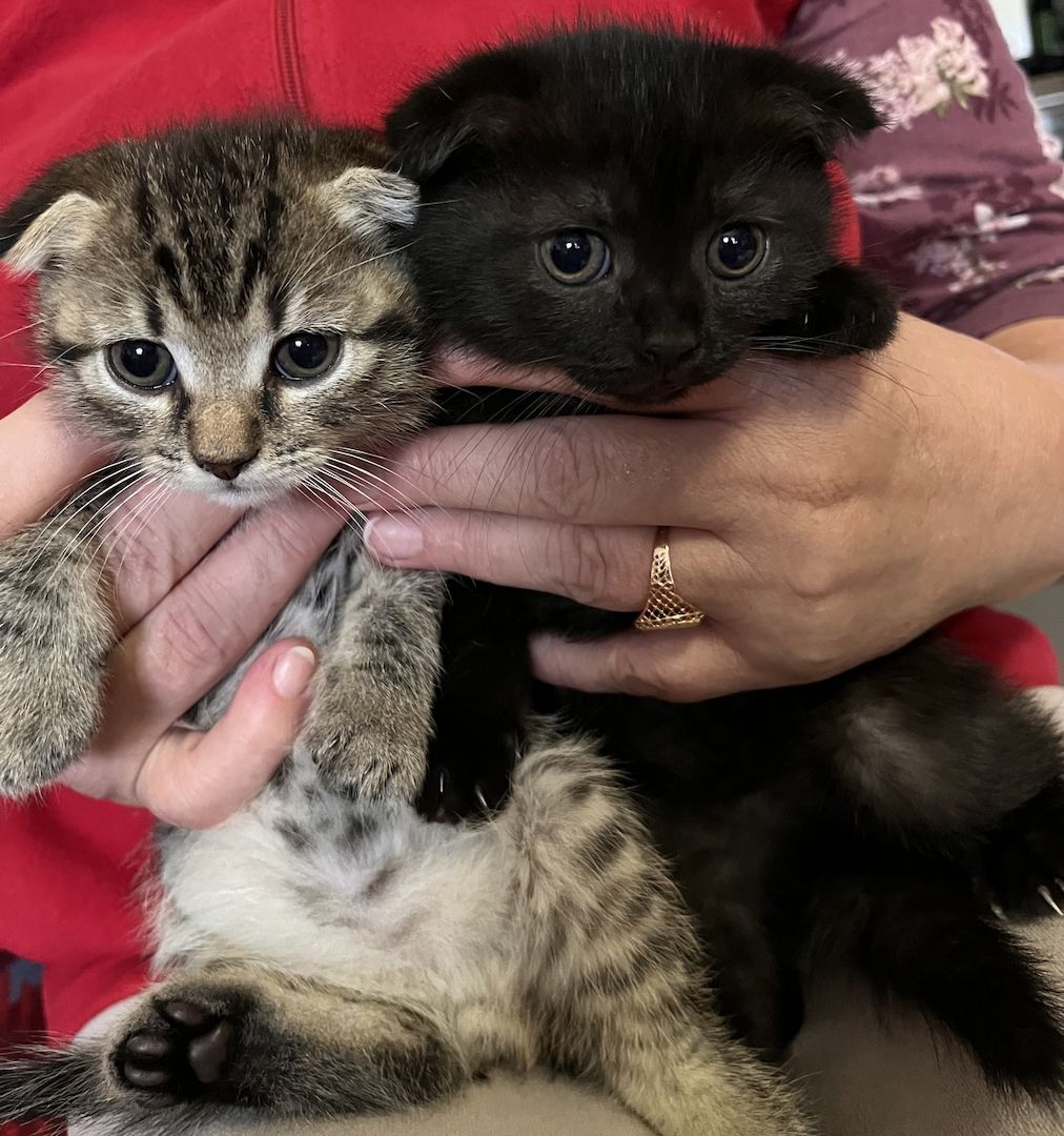 BKH Katzen BKH Katzen