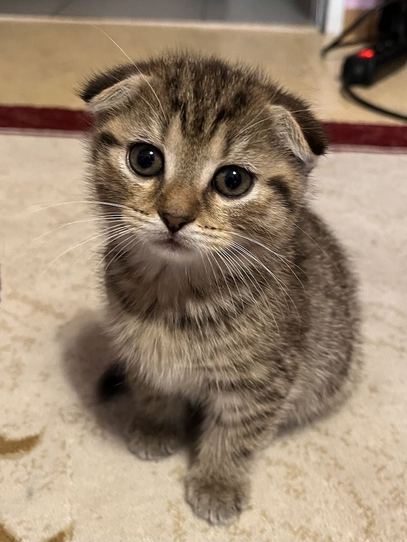 BKH Katzen BKH Katzen