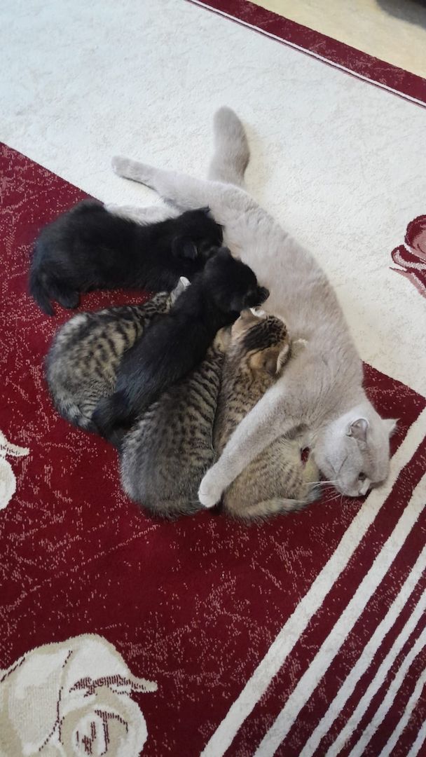 BKH Katzen BKH Katzen