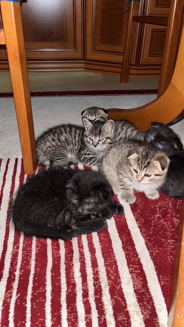 BKH Katzen BKH Katzen