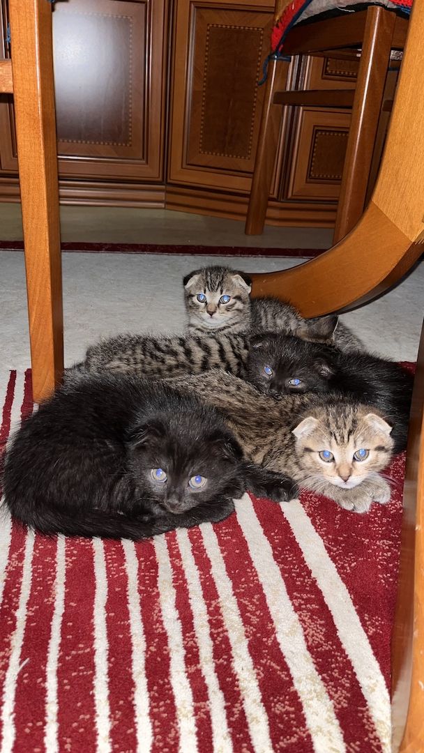 BKH Katzen BKH Katzen