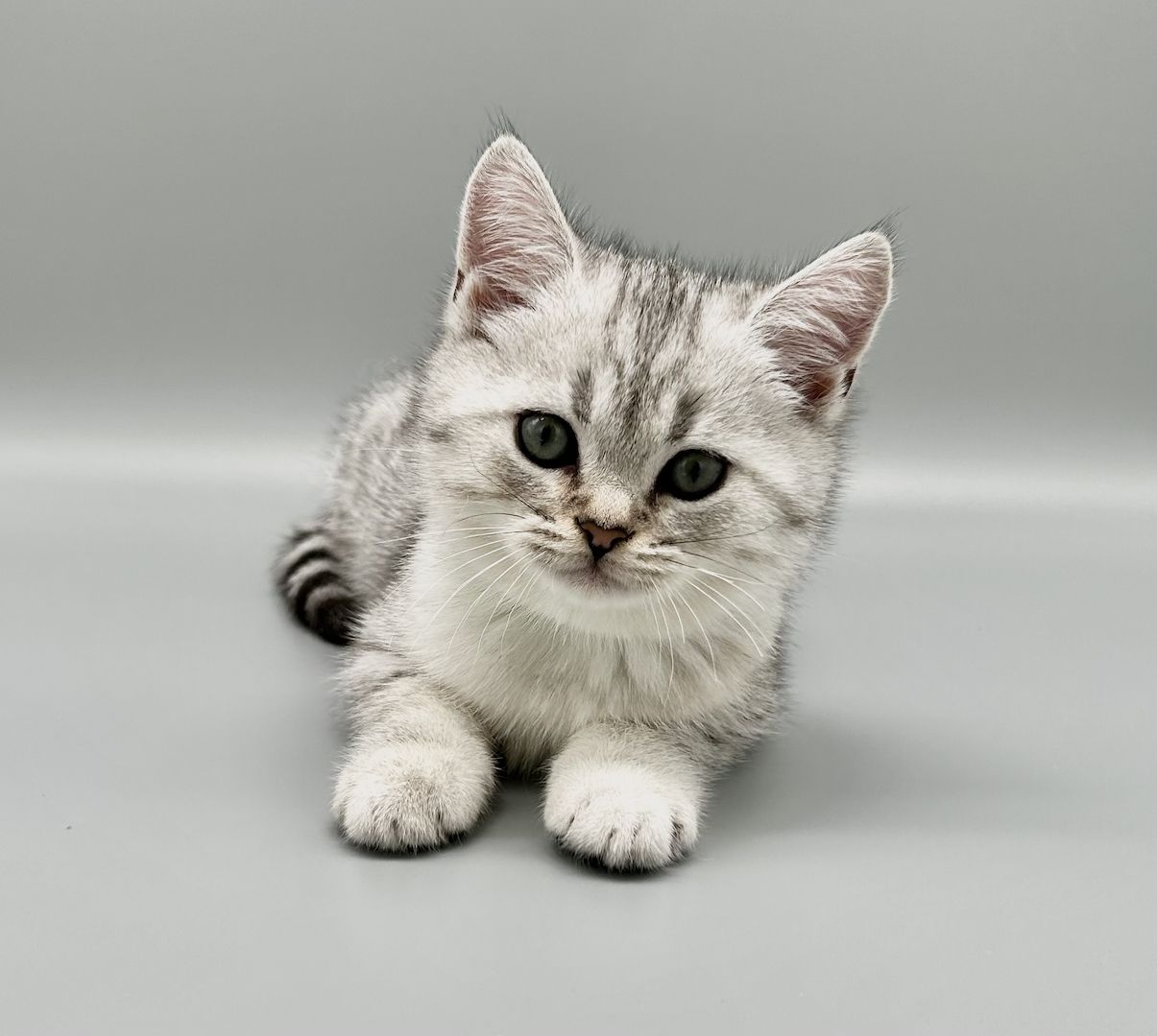 Wunderschöne reinrassige BKH Kitten mit Stammbaum!