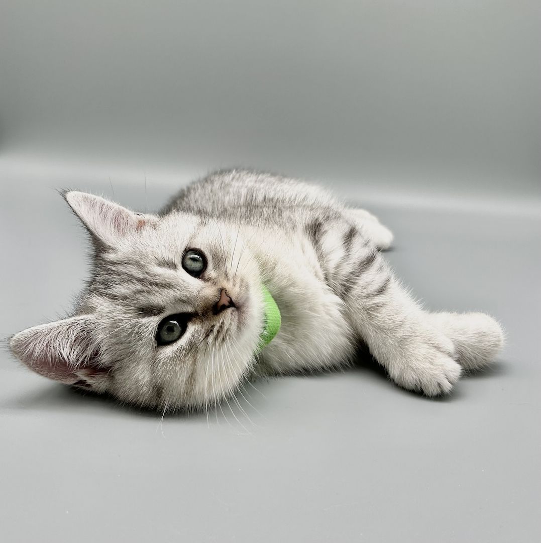 Wunderschöne reinrassige BKH Kitten mit Stammbaum!