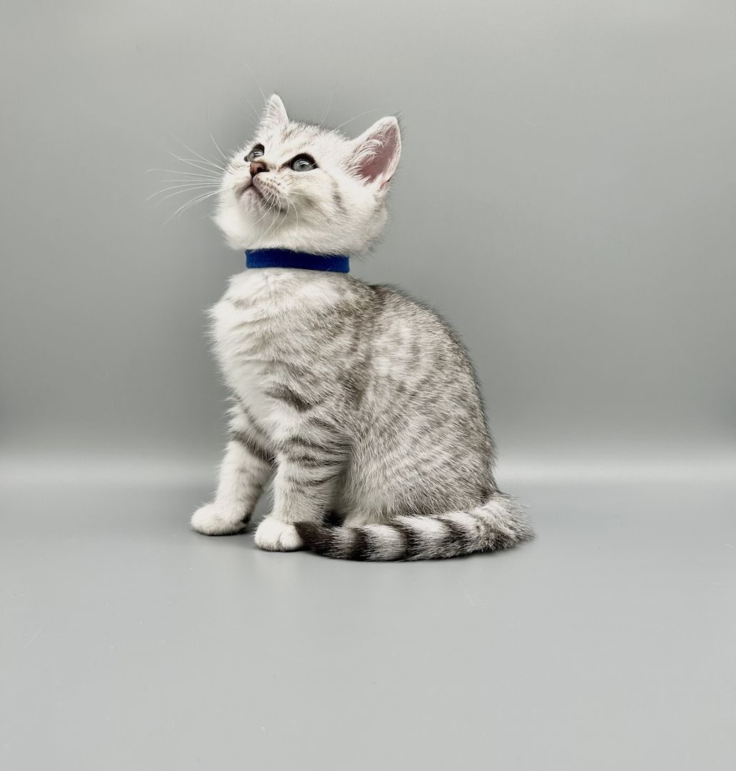 Wunderschöne reinrassige BKH Kitten mit Stammbaum!