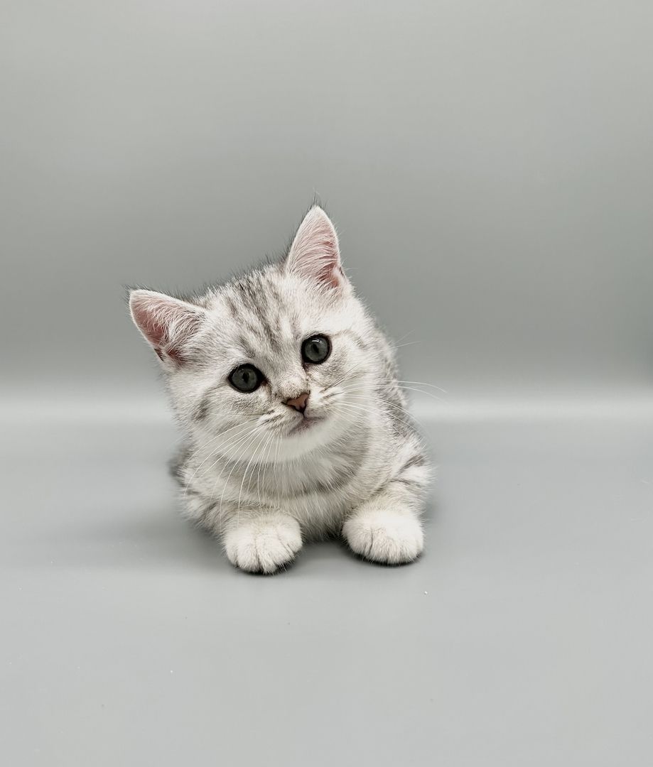 Wunderschöne reinrassige BKH Kitten mit Stammbaum!