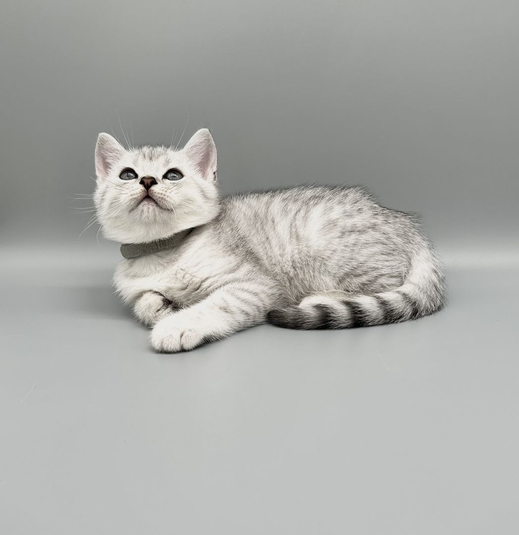 Wunderschöne reinrassige BKH Kitten mit Stammbaum!