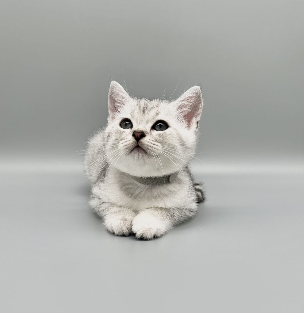 Wunderschöne reinrassige BKH Kitten mit Stammbaum!