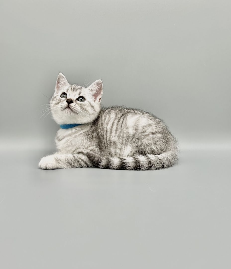 Wunderschöne reinrassige BKH Kitten mit Stammbaum!