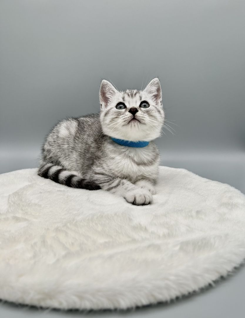 Wunderschöne reinrassige BKH Kitten mit Stammbaum!