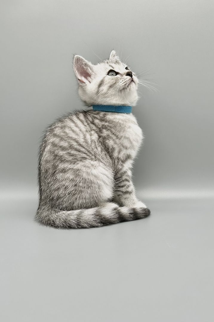 Wunderschöne reinrassige BKH Kitten mit Stammbaum!