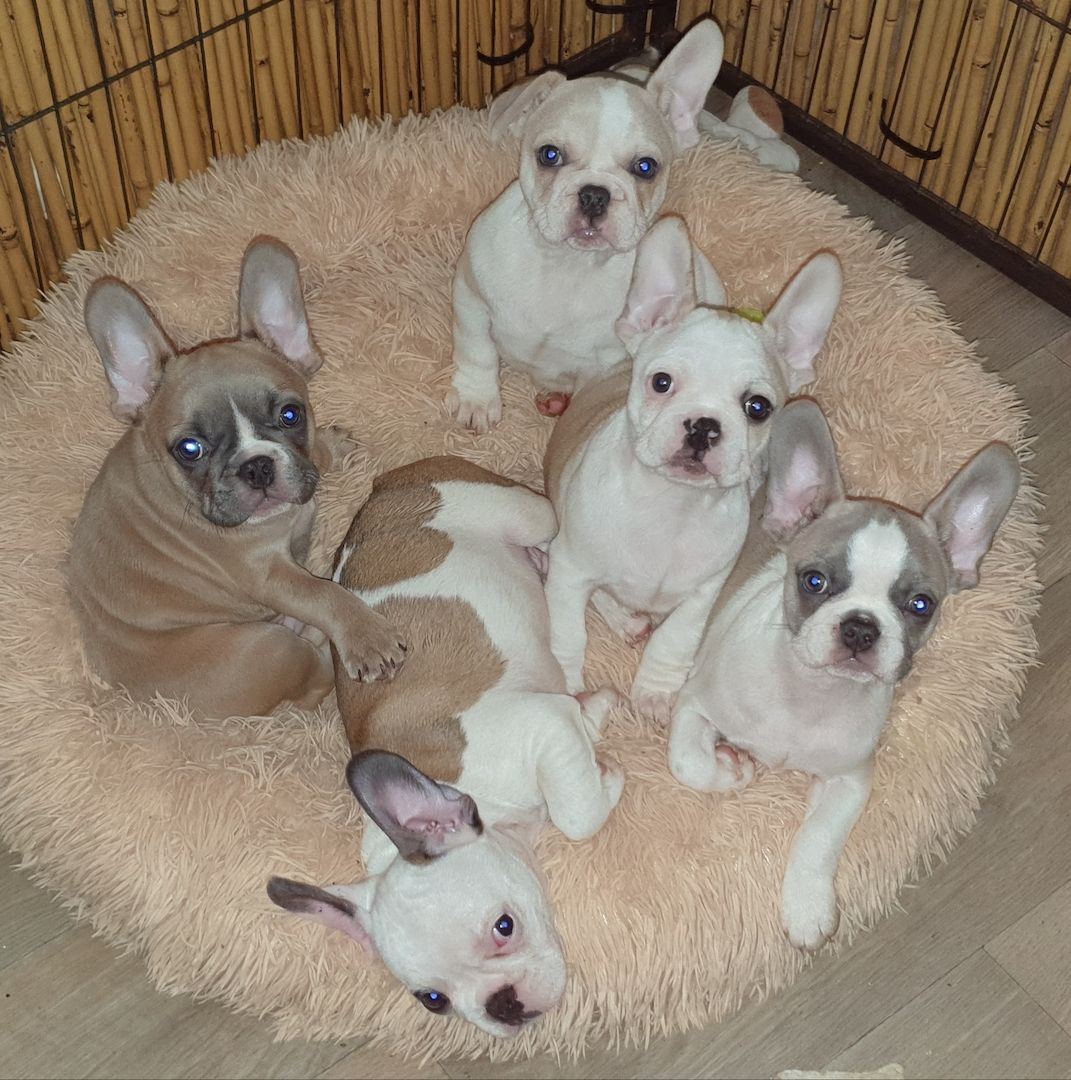 Französiche Bulldoggen Welpen