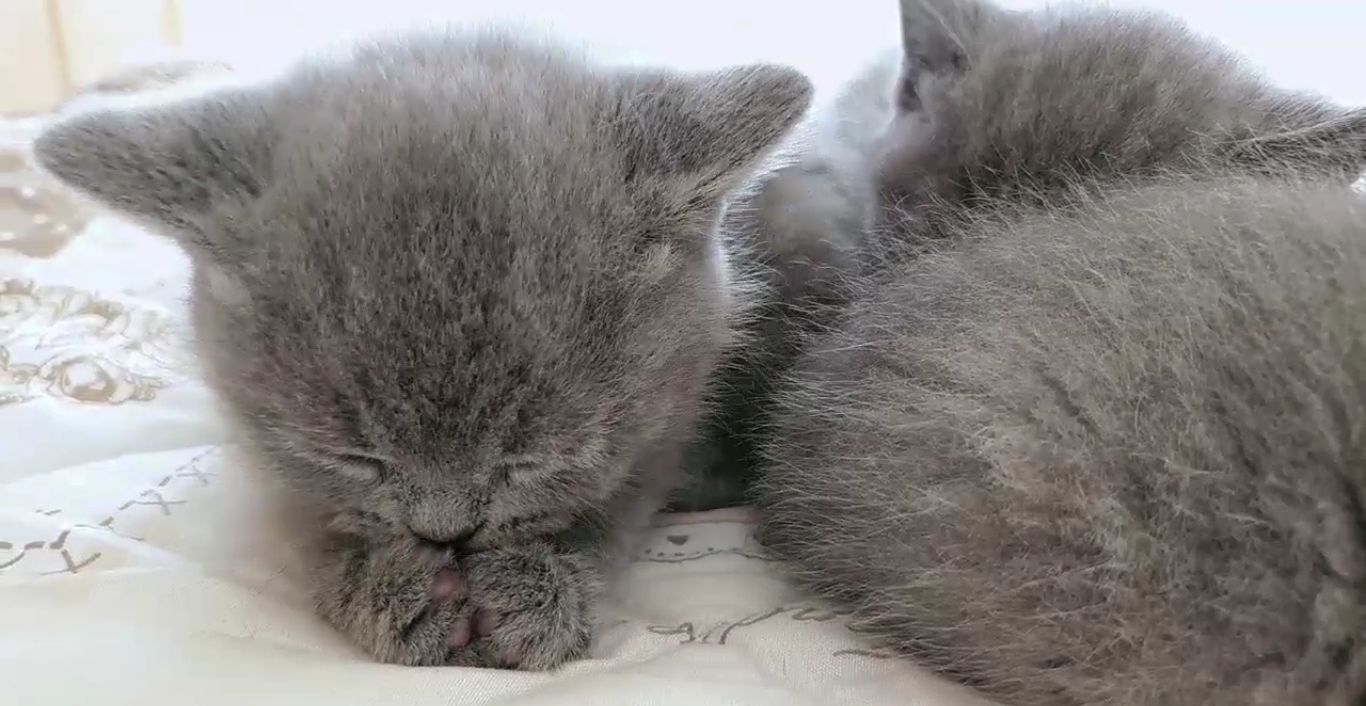 BKH Katzenbabys Kätzchen Kitten BKH Katzenbabys Kätzchen Kitten