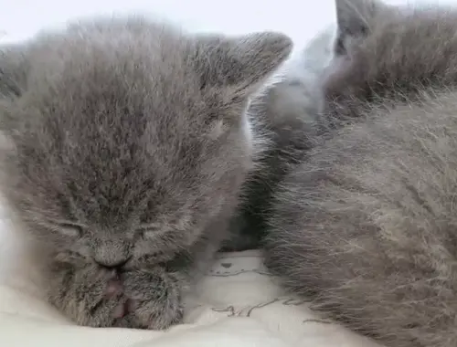 BKH Katzenbabys Kätzchen Kitten