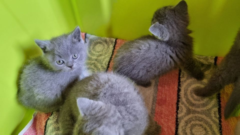 BKH Katzenbabys Kätzchen Kitten BKH Katzenbabys Kätzchen Kitten