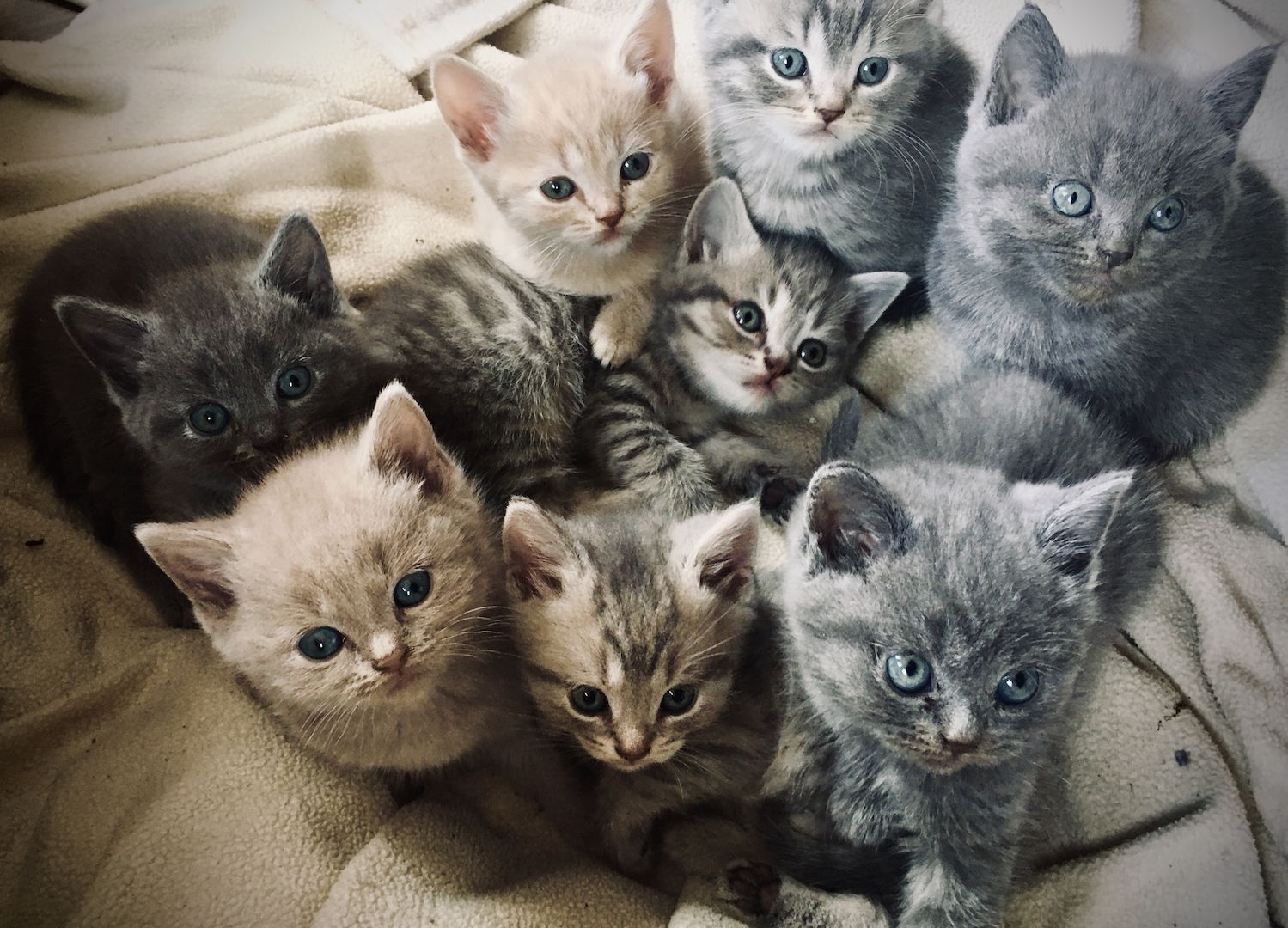 Bkh kitten in grau getigert und rot