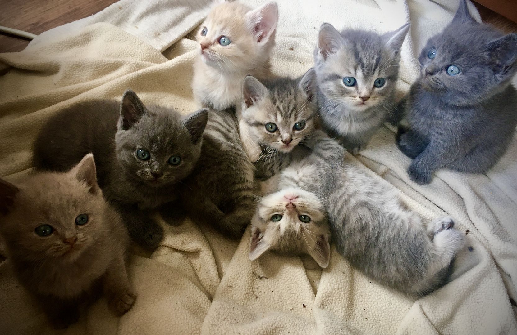 Bkh kitten in grau getigert und rot