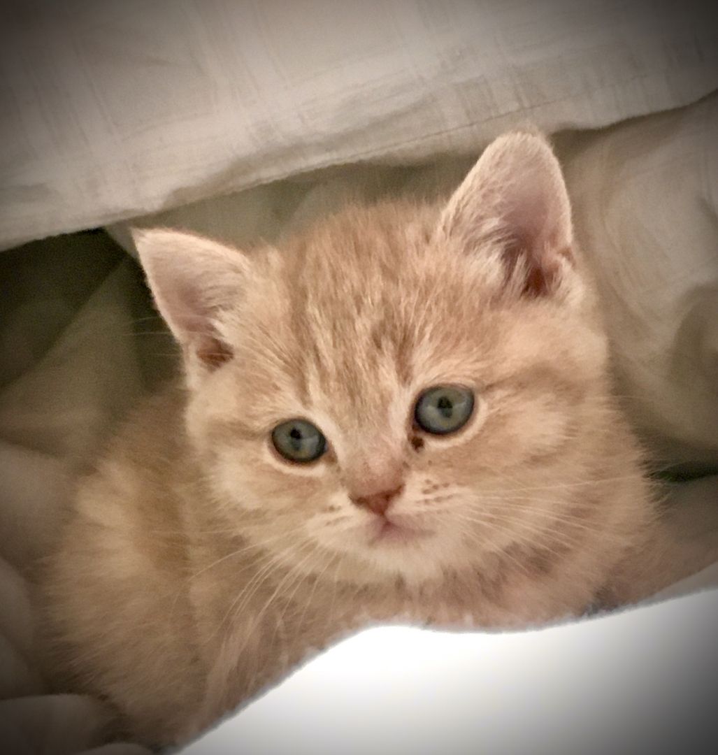 Bkh kitten in grau getigert und rot