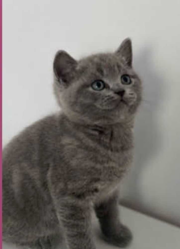 Bkh kitten in grau getigert und rot