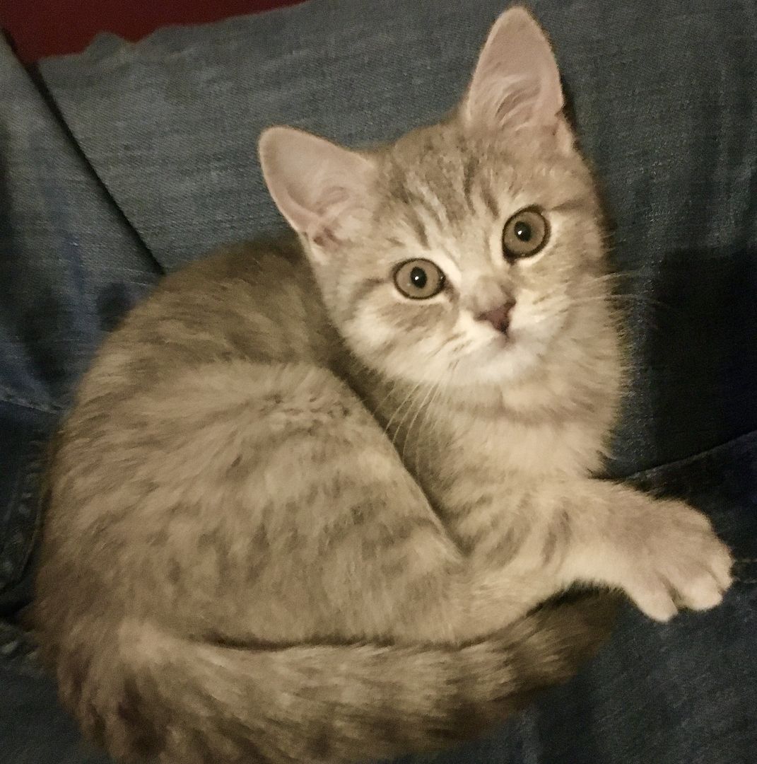 Bkh kitten in grau getigert und rot