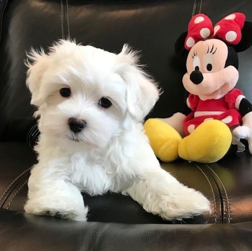 Malteser Welpen Malteser Welpen