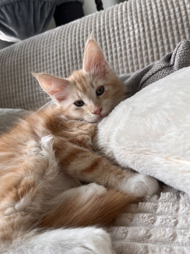 XXL Maine Coon Kitten Mädchen