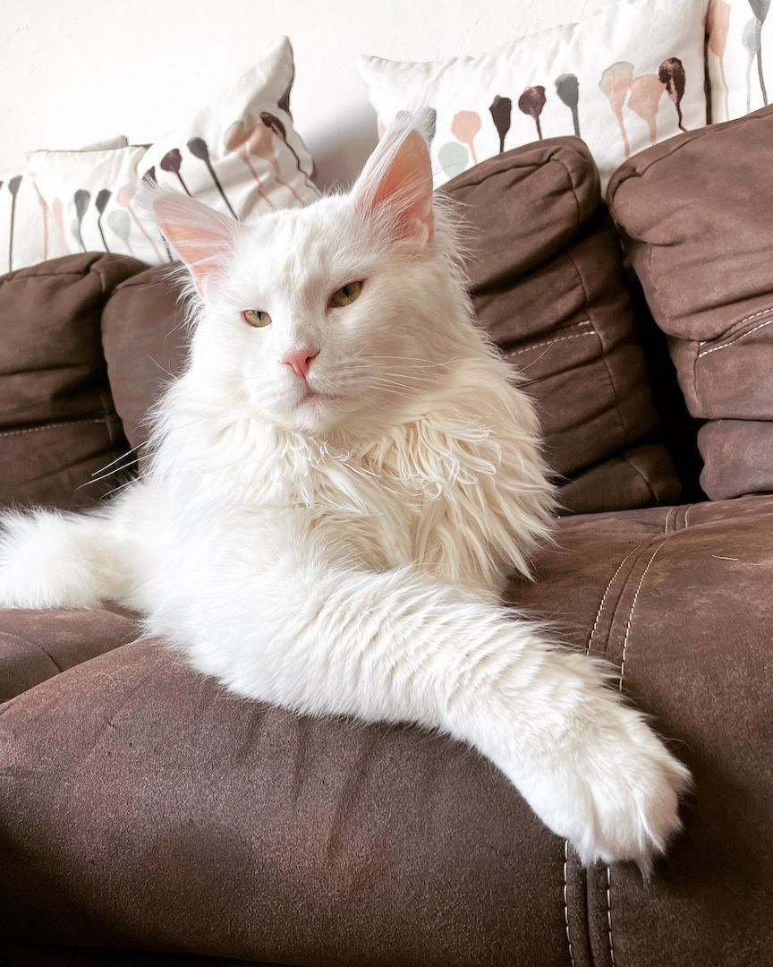 XXL Maine Coon Kitten Mädchen