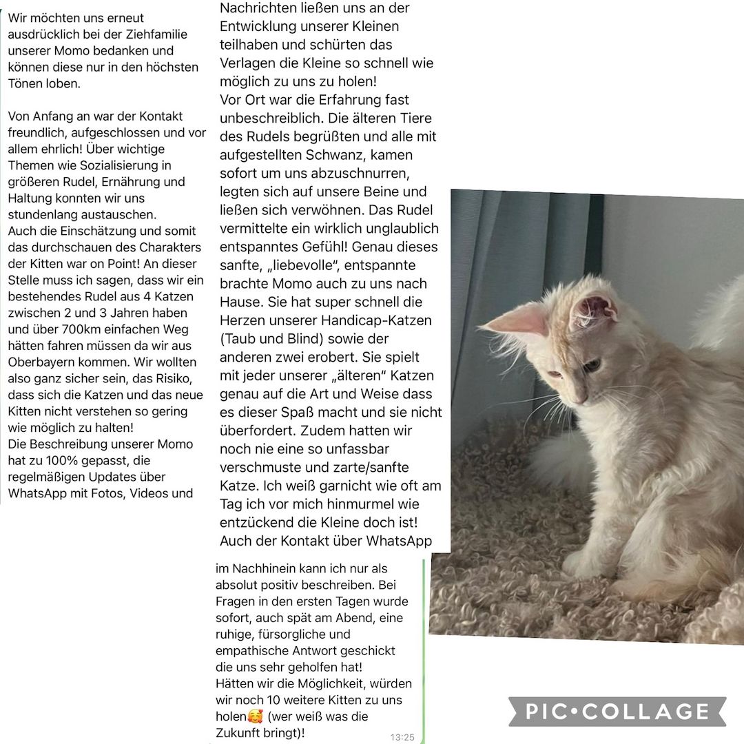 XXL Maine Coon Kitten Mädchen