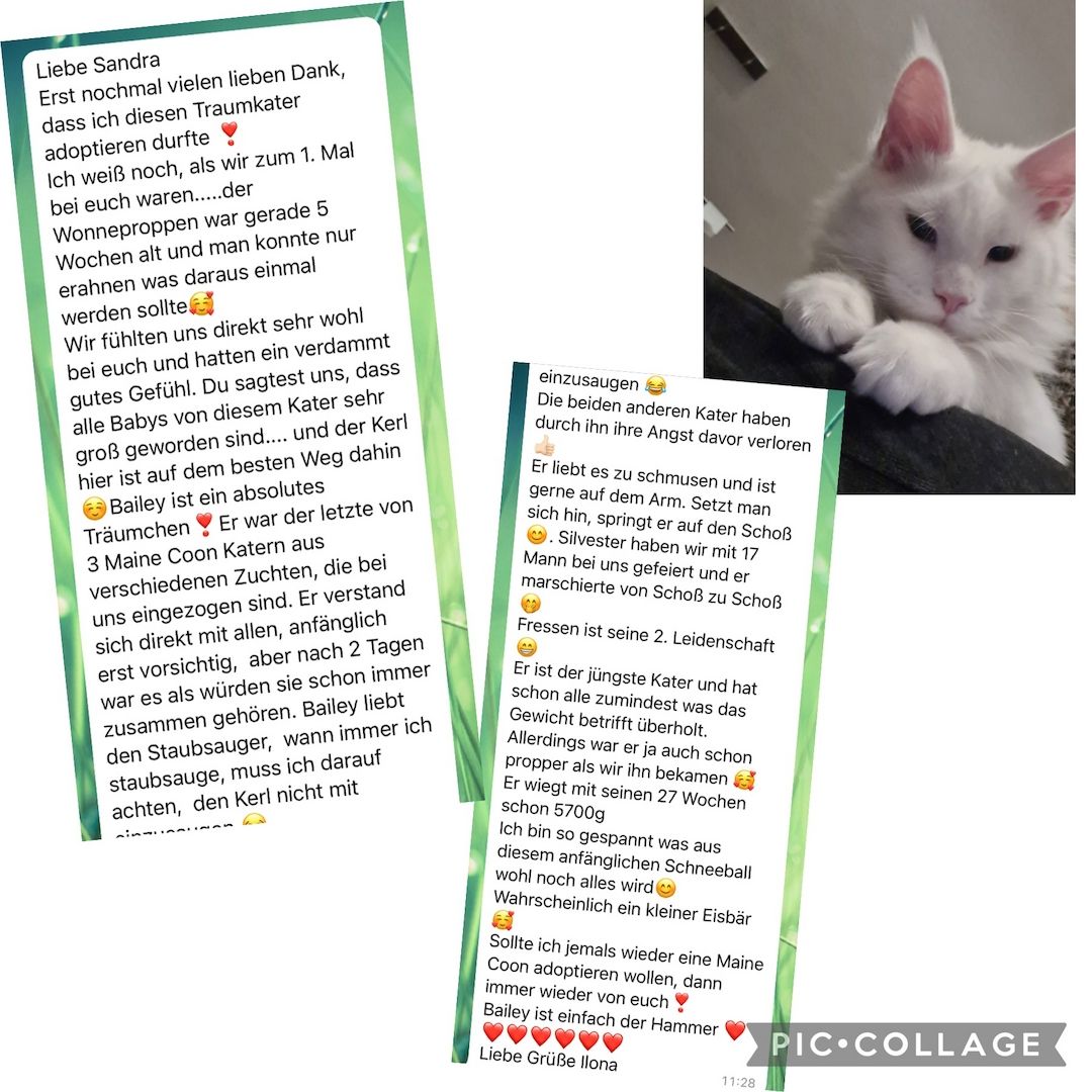 XXL Maine Coon Kitten Mädchen