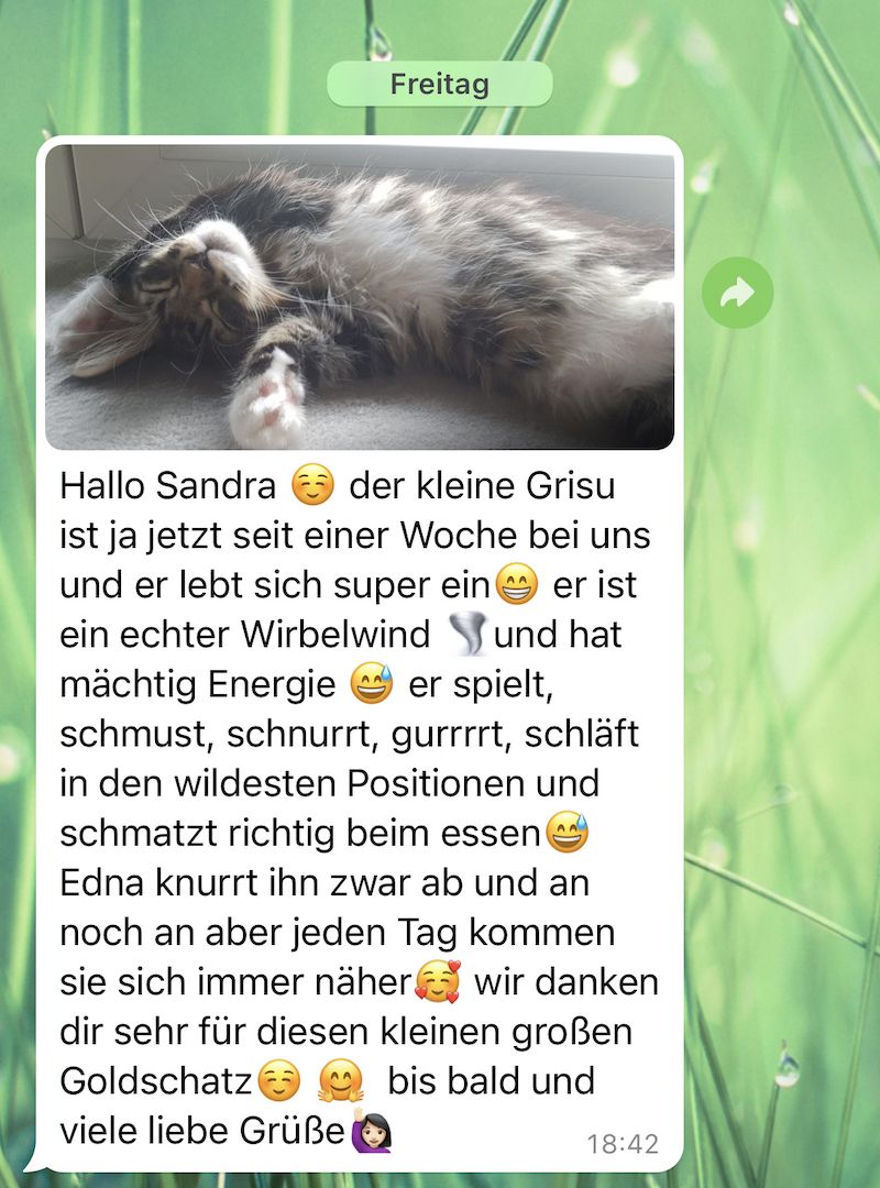 XXL Maine Coon Kitten Mädchen