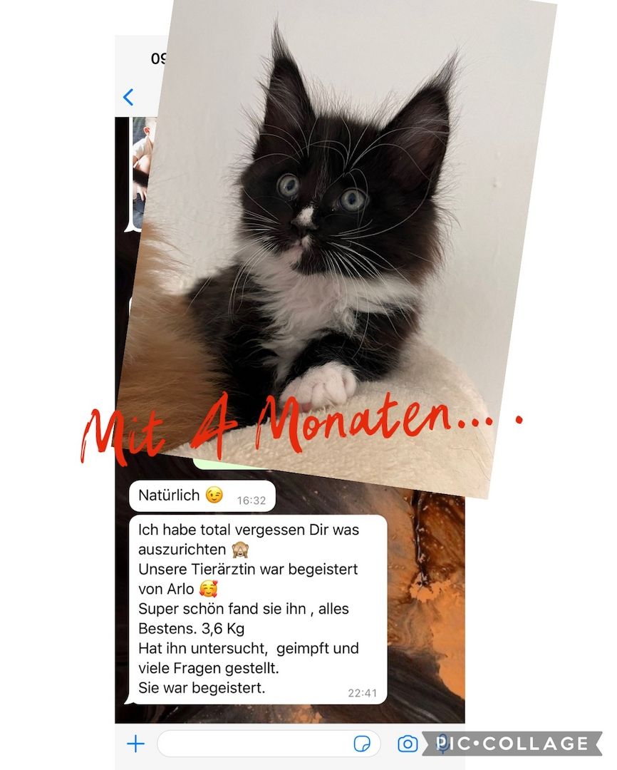 XXL Maine Coon Kitten Mädchen